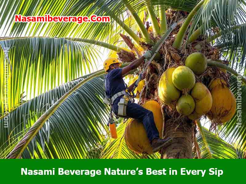 Harvest Coconut Water Safely